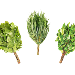 Веники для сауны