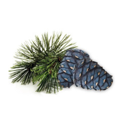 Концентрат ароматизатора для сауны HARVIA, кедровая сосна 1 л 