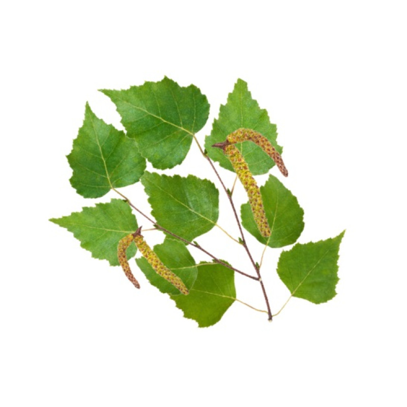 Концентрат ароматизатора для сауны HARVIA, северная береза 1 л